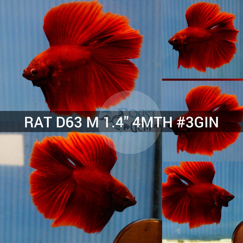 (RAT-D63) Super Red Double Tail Halfmoon Male Betta