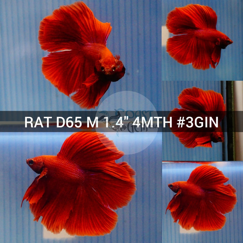(RAT-D65) Super Red Double Tail Halfmoon Male Betta