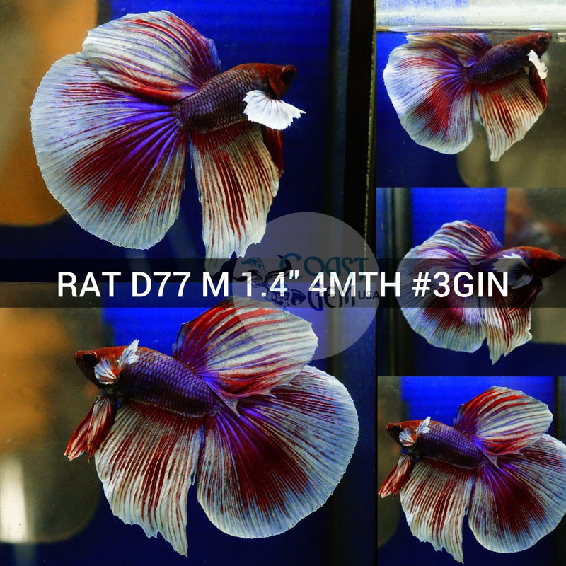(RAT-D77) Lavender Dumbo Halfmoon Male Betta