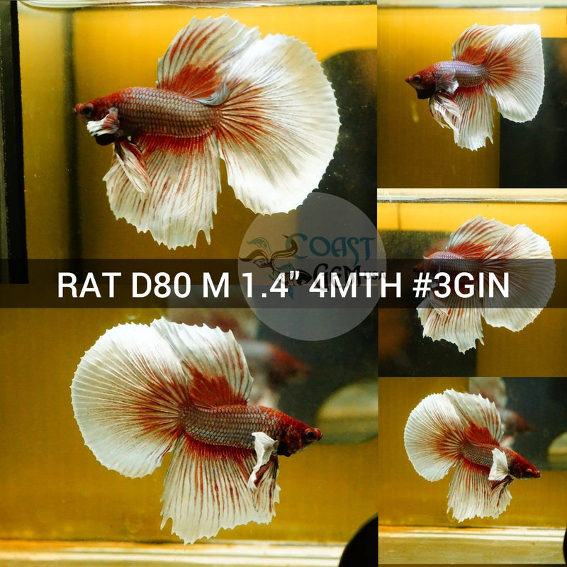 (RAT-D80) Copper Red Dumbo Halfmoon Male Betta