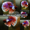 (RAT-D82) Lavender Dumbo Halfmoon Male Betta