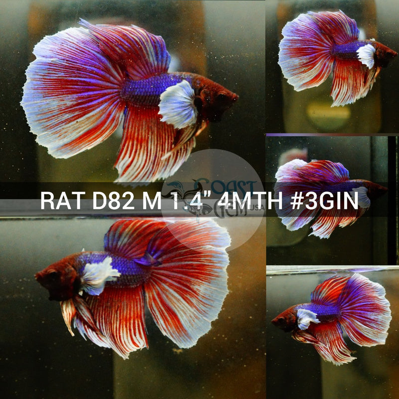 (RAT-D82) Lavender Dumbo Halfmoon Male Betta