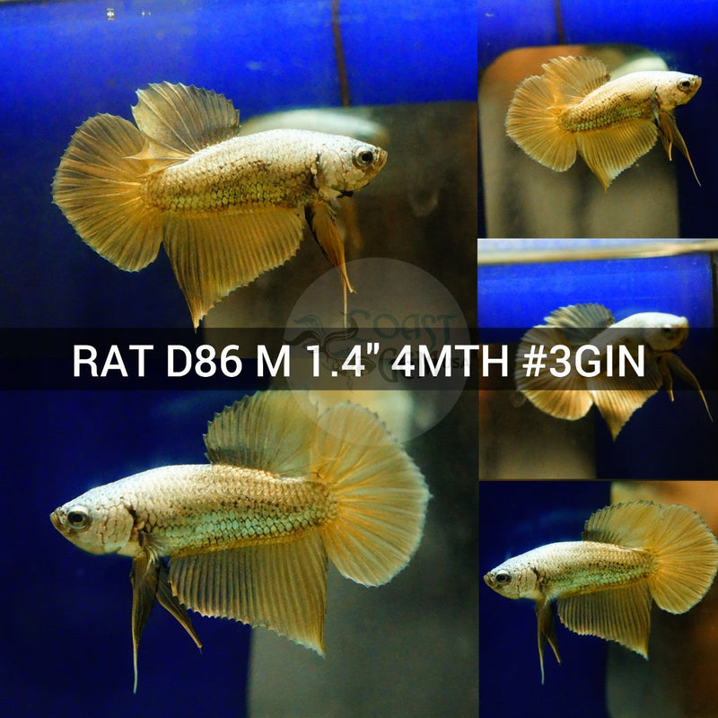 X(RAT-D86) Copper Yellow Classic Plakat Male Betta