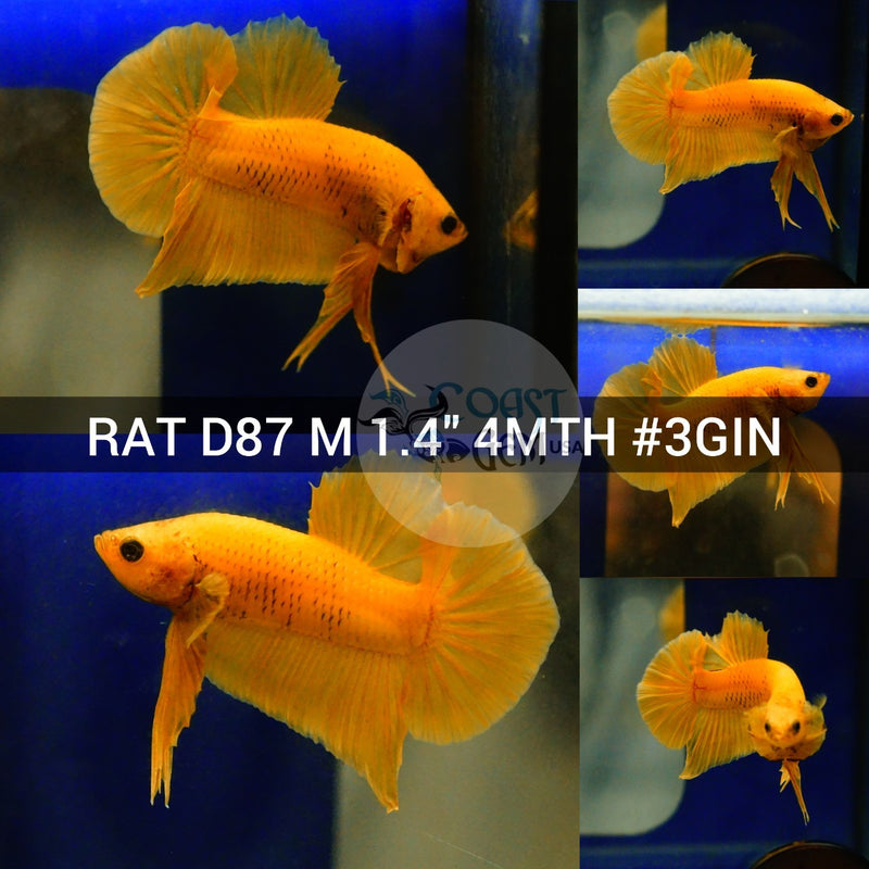 (RAT-D87) Super Yellow Plakat Male Betta