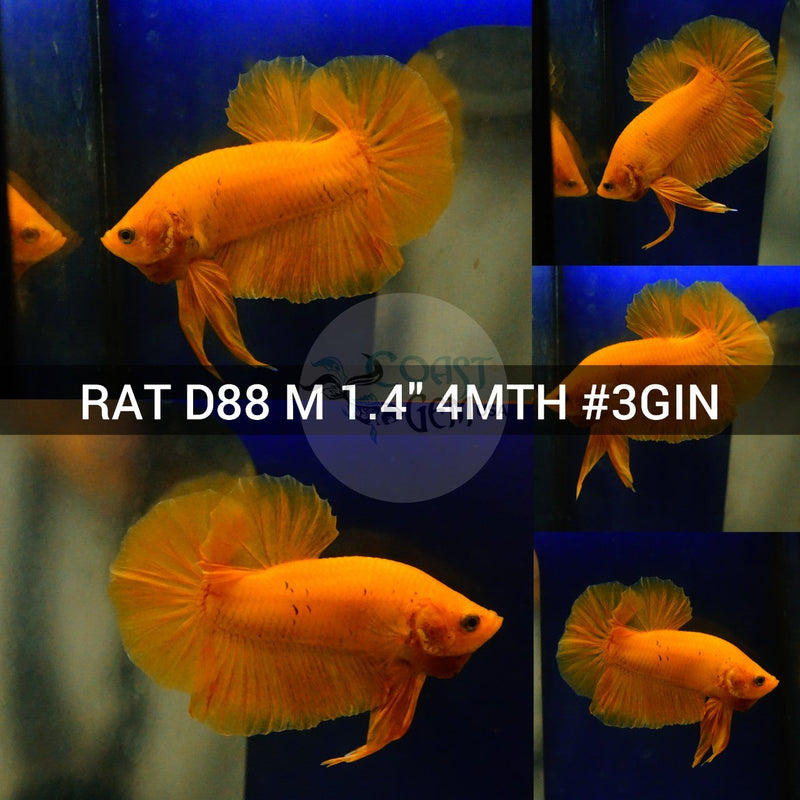 (RAT-D88) Super Yellow Plakat Male Betta