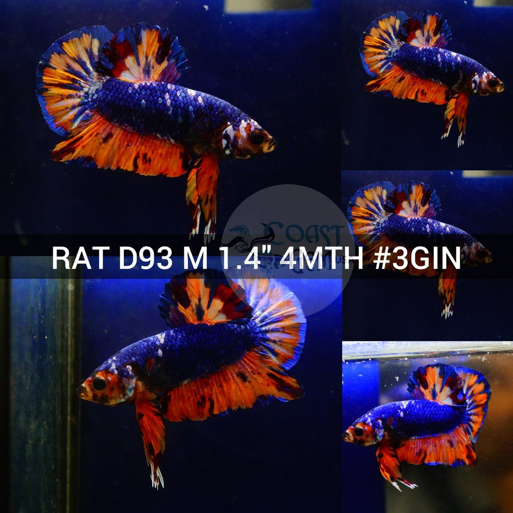 RAT-D93_1024x1024.jpg?v=1670106119