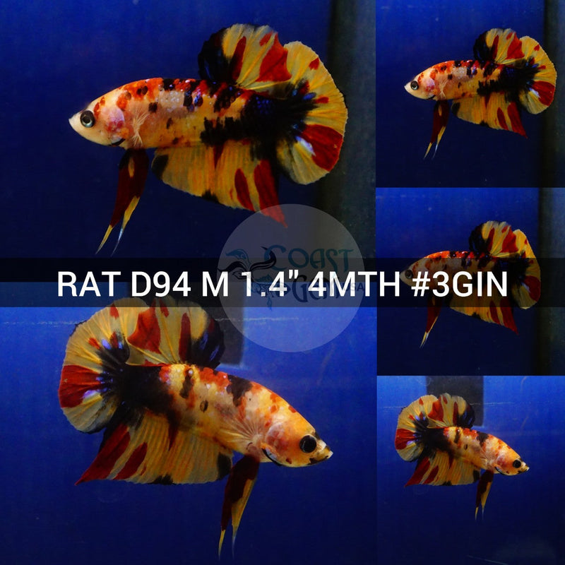 (RAT-D94) Nemo Leopard Plakat Male Betta