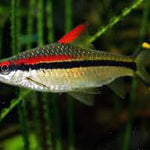 Live Freshwater Aquarium Fish Roseline Shark / Denisonii Barb (Sahyadria denisonii)