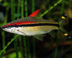 Live Freshwater Aquarium Fish Roseline Shark / Denisonii Barb (Sahyadria denisonii)