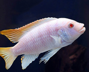 Albino Ice Blue Cichlid (Metriaclima Greshakei (Albino)