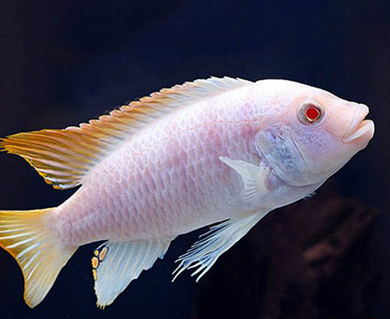 Albino Ice Blue Cichlid (Metriaclima Greshakei (Albino)