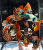 Red Dragon High Dorsal XL Size