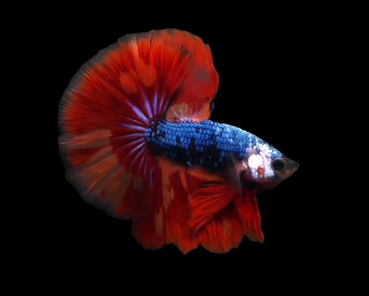 Red Peacock Metallic blue scales Halfmoon Male betta