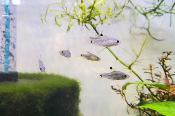 (TROP-197) 3 fish - Drape Fin Barb