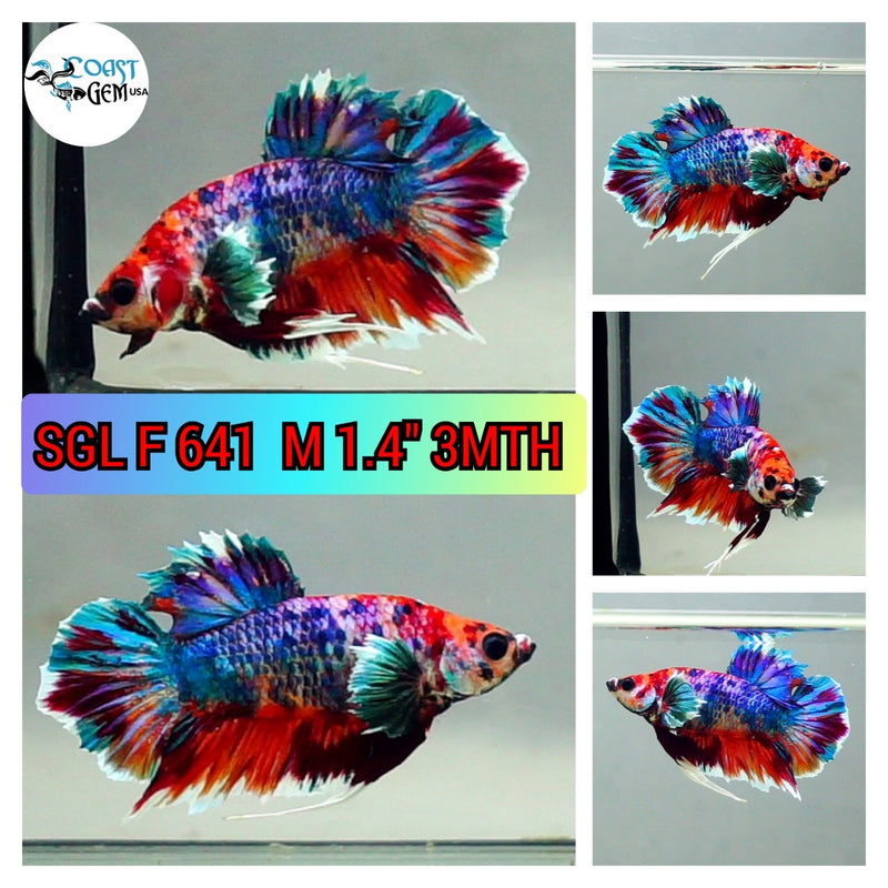 (SGL-641) Nemo Galaxy Dumbo Male Betta