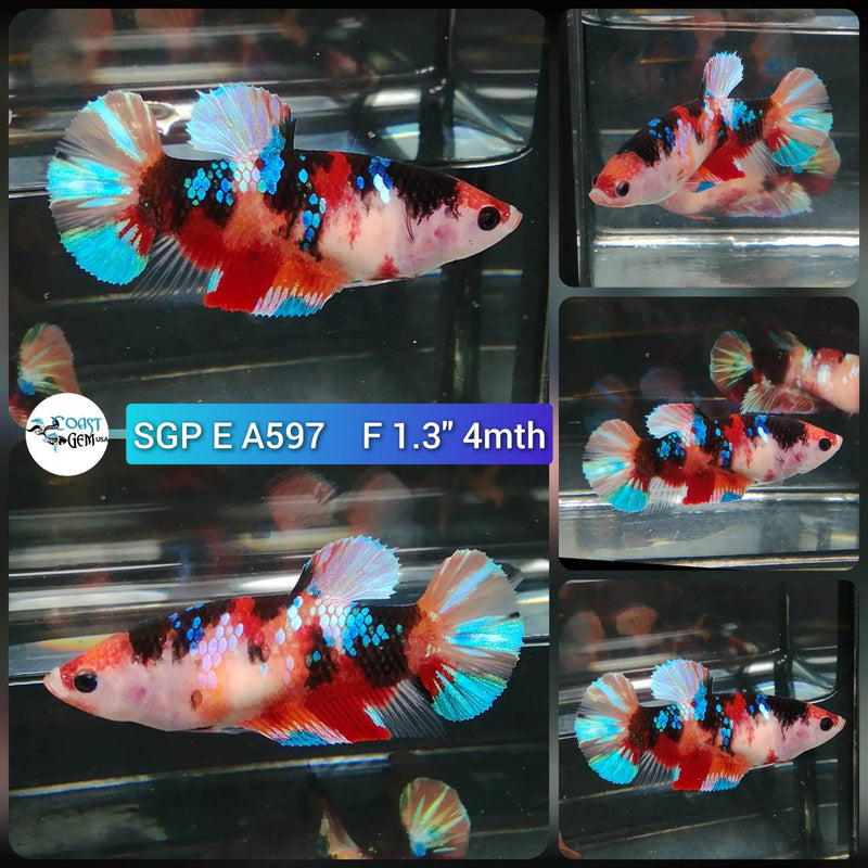 (SGP-A597) Black Galaxy Multicolor Plakat Female Betta