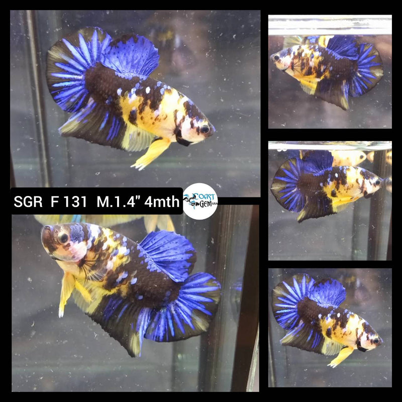 (SGR-131) Yellow Galaxy Plakat Male Betta