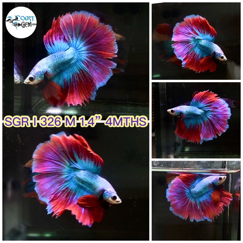 (SGR-326) Pink Fancy Grizzle Halfmoon Male Betta