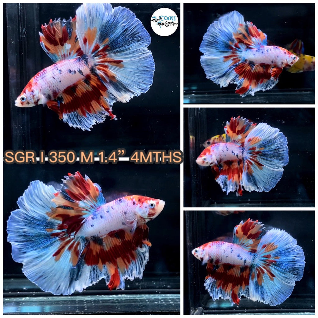 Betta Fish for Sale | Plakat Bettas | Fighting Fish | HMPK Betta