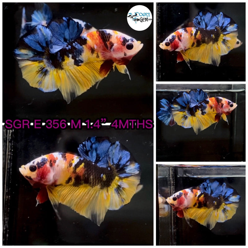 (SGR-356) Yellow Galaxy Plakat Male Betta