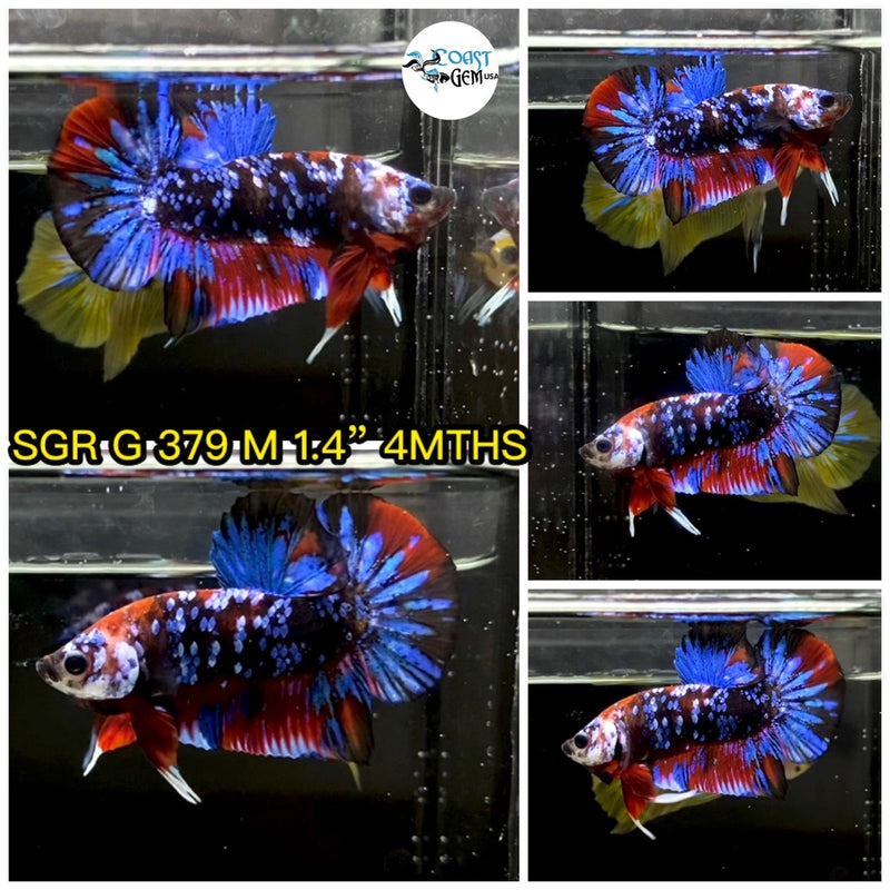 (SGR-379)Red Black Avatar Plakat Male Betta
