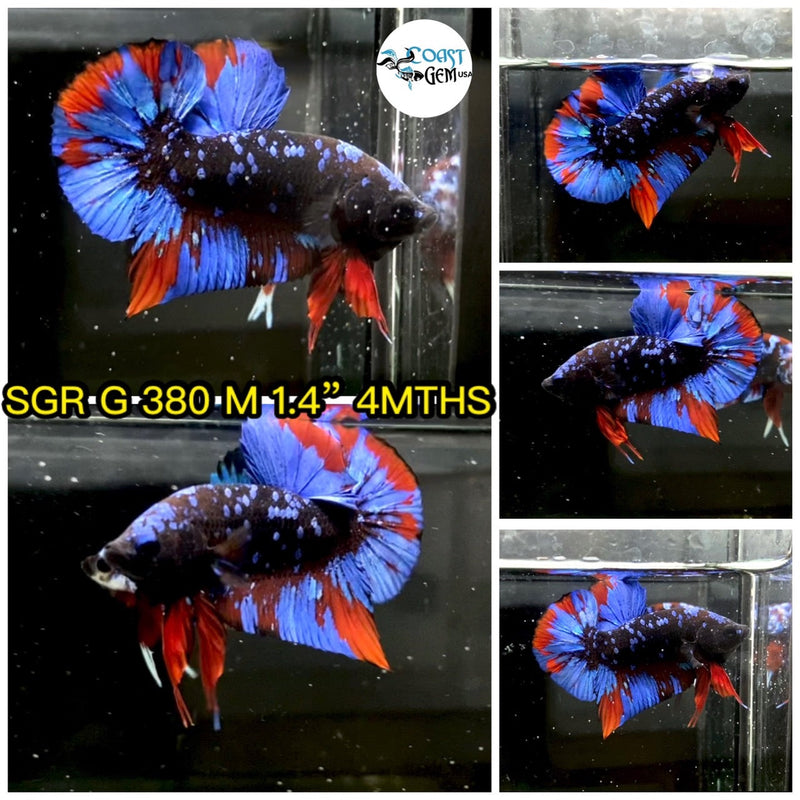 (SGR-380) Blue Black Avatar Plakat Male Betta