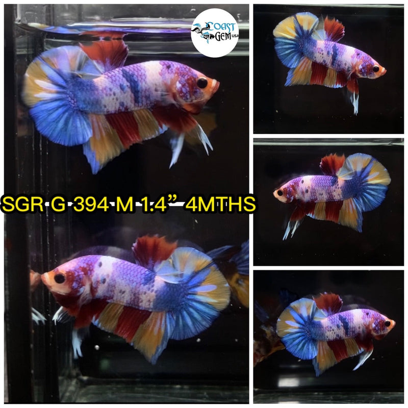(SGR-394) Yellow Nemo Candy Plakat Male Betta