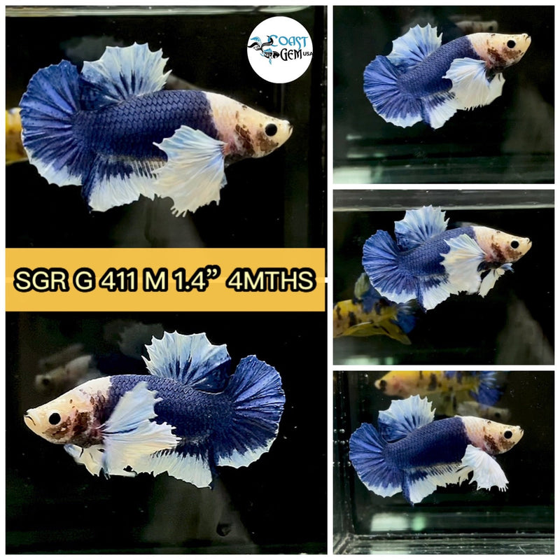 (SGR-411) Blue Marble Dumbo Male Betta