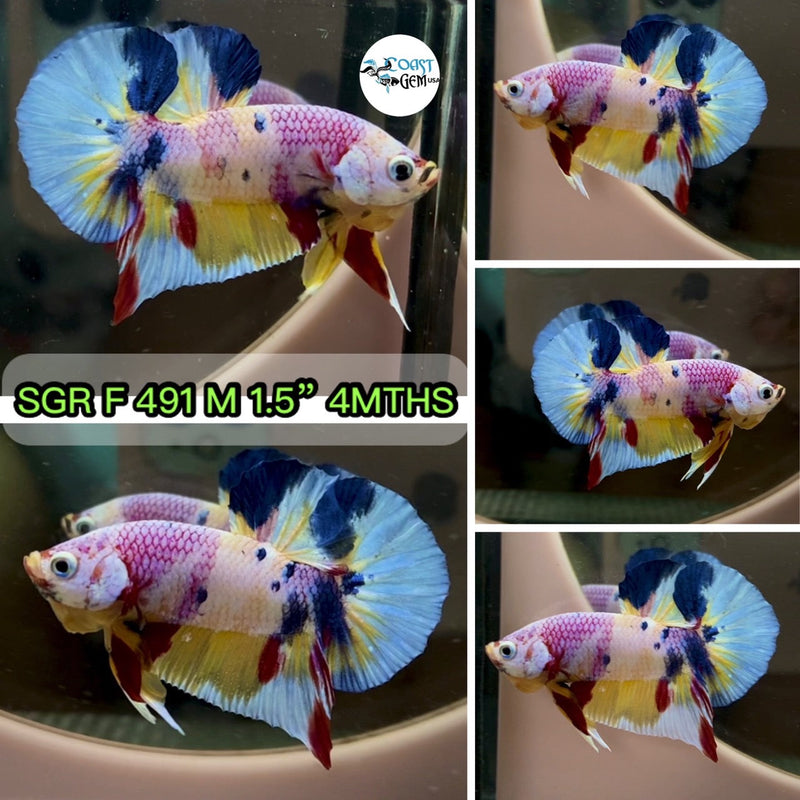 (SGR-491) Pink Candy Dragon Plakat Male Betta