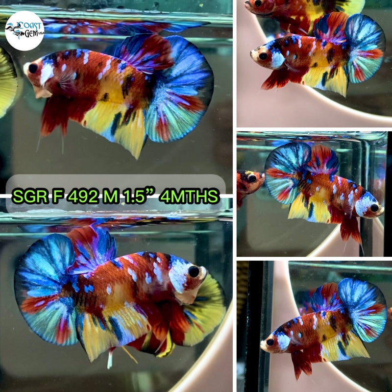 (SGR-492) Yellow Multicolor Plakat Male Betta