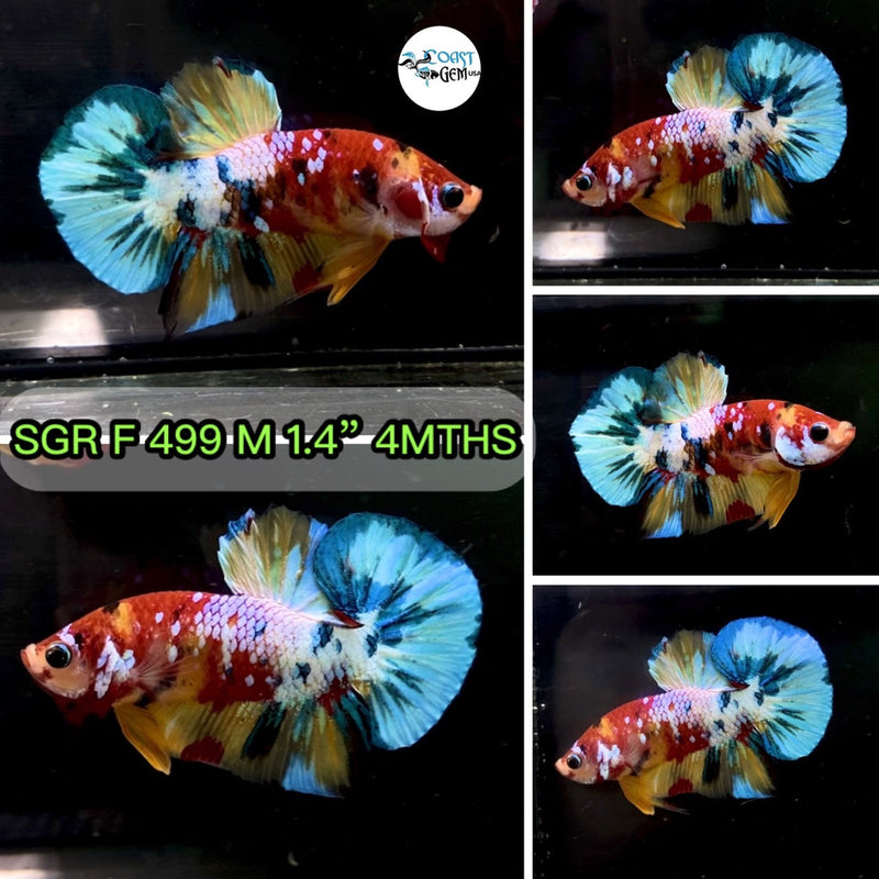 (SGR-499) Yellow Multicolor Plakat Male Betta