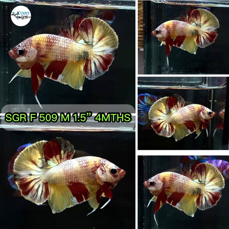 (SGR-509) Yellow Copper Galaxy Plakat Male Betta