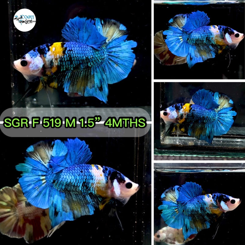 X (SGR-519) Yellow Blue Galaxy Plakat Male Betta