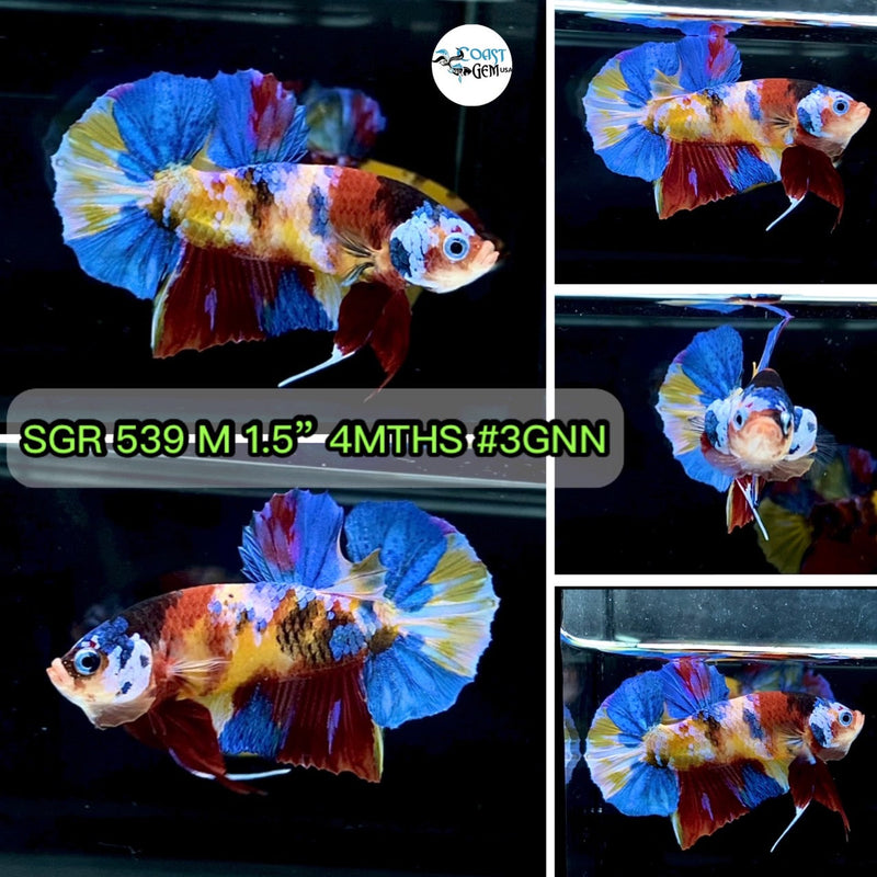 X(SGR-539) Yellow Multicolor Plakat Male Betta