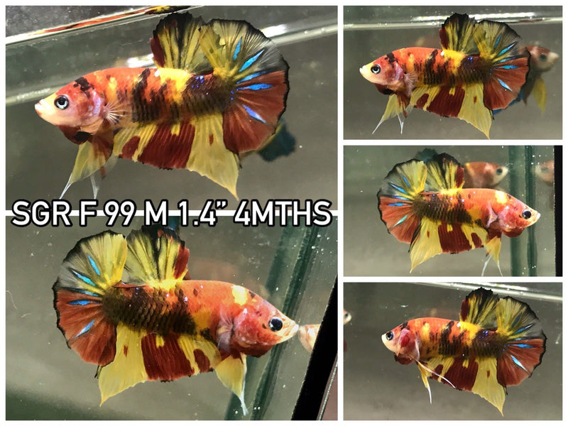 (SGR-99) Original Nemo Plakat Male Betta