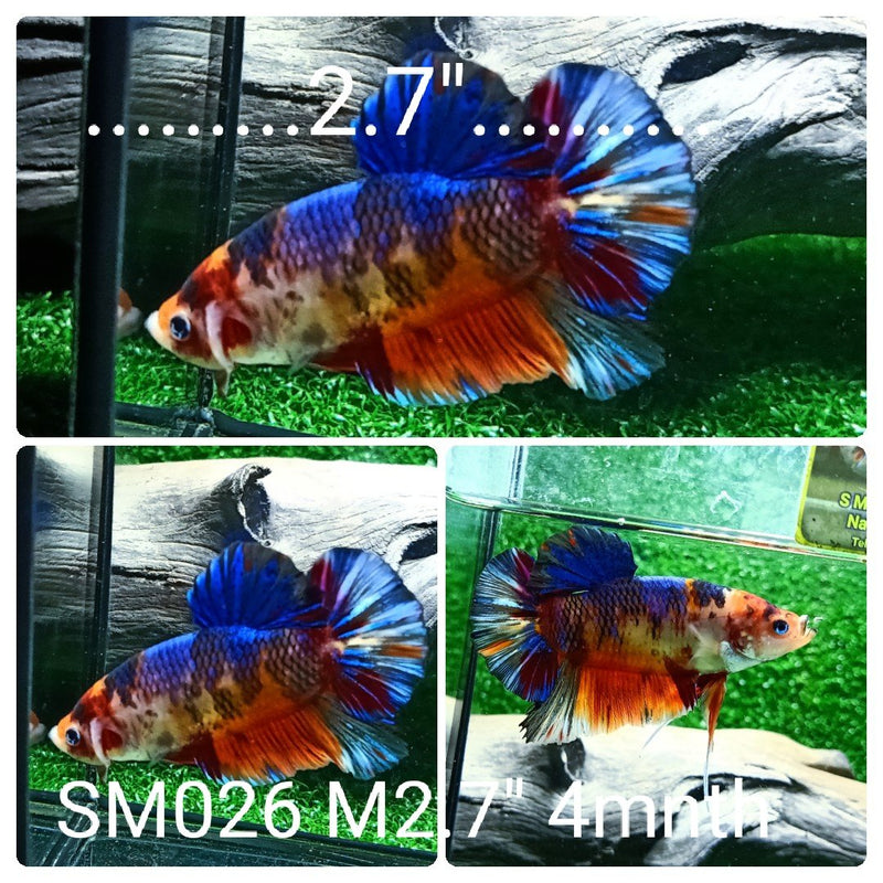 (SM-026) Giant Fancy Grizzle Candy Plakat Male Betta