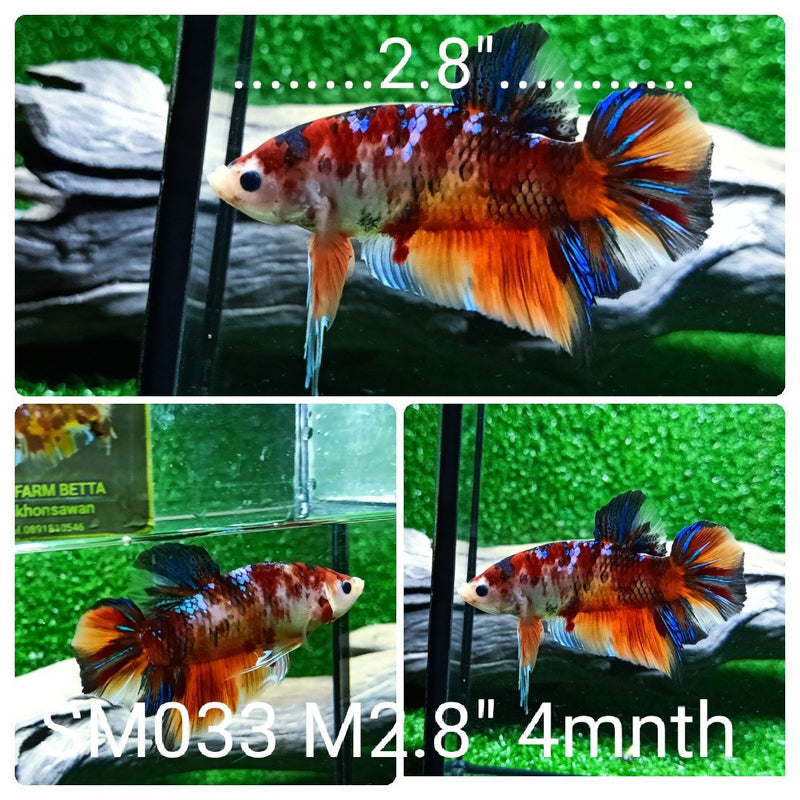 (SM-033) Giant Nemo Candy Galaxy Plakat Male Betta