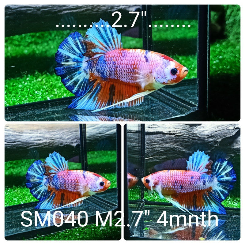 (SM-040) Giant Fancy Marble Candy Galaxy Plakat Male Betta