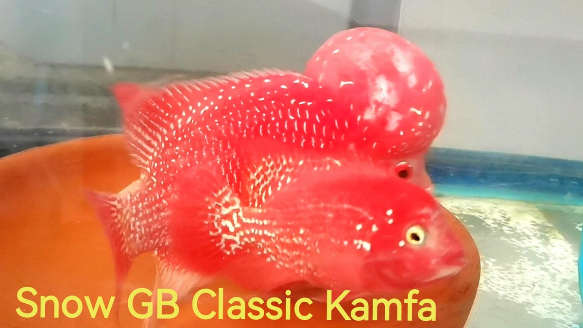 Golden Base Kamfa Classic Fry 1.00-2.00" Flowerhorn by Snow X Breed