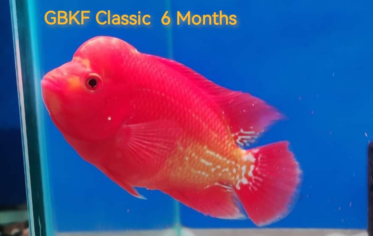 Golden Base Kamfa Classic Fry 1.00-2.00" Flowerhorn by Snow X Breed