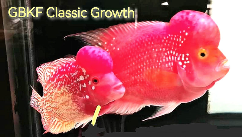 Golden Base Kamfa Classic Fry 1.00-2.00" Flowerhorn by Snow X Breed