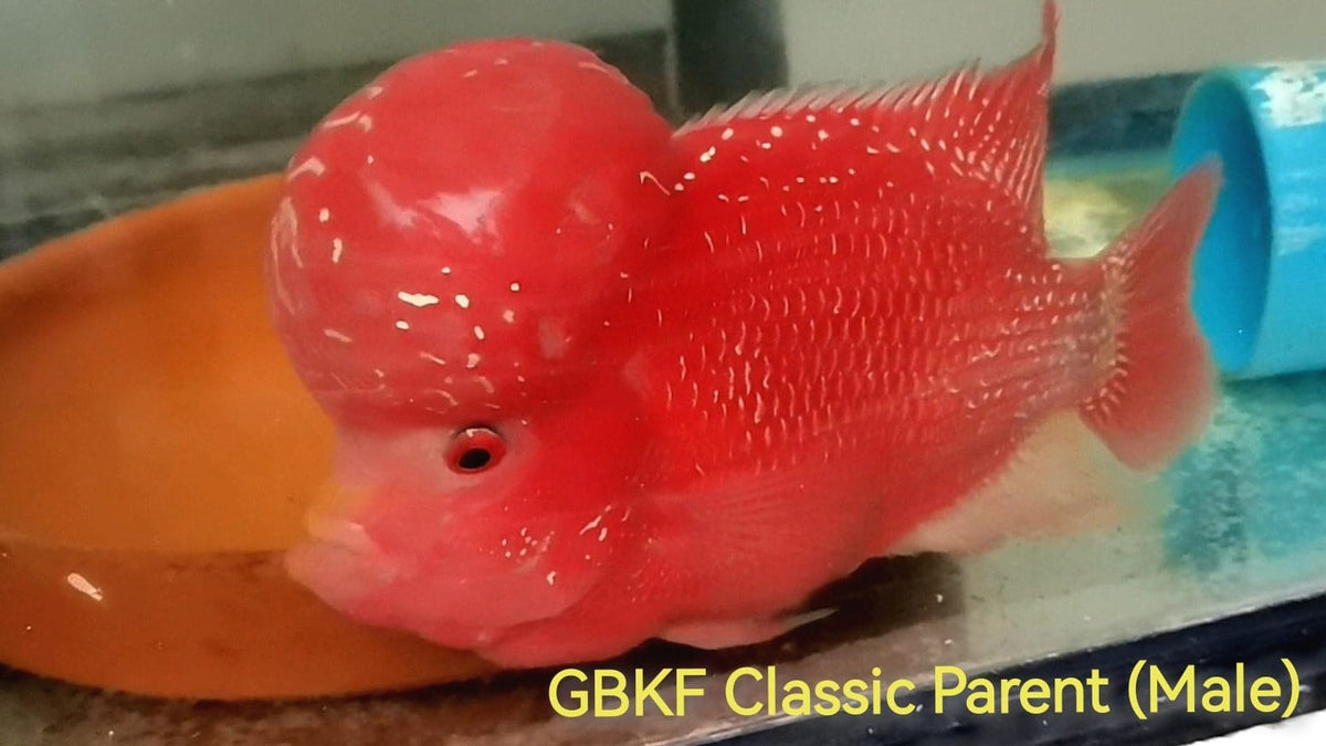 Golden Base Kamfa Classic Fry 1.00-2.00" Flowerhorn by Snow X Breed