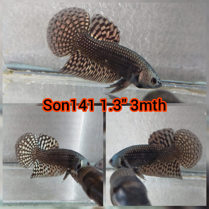 C174 (SON-141) Copper Alien Male Betta