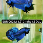 (SUR-002) High Grade Alien Blue Male Betta
