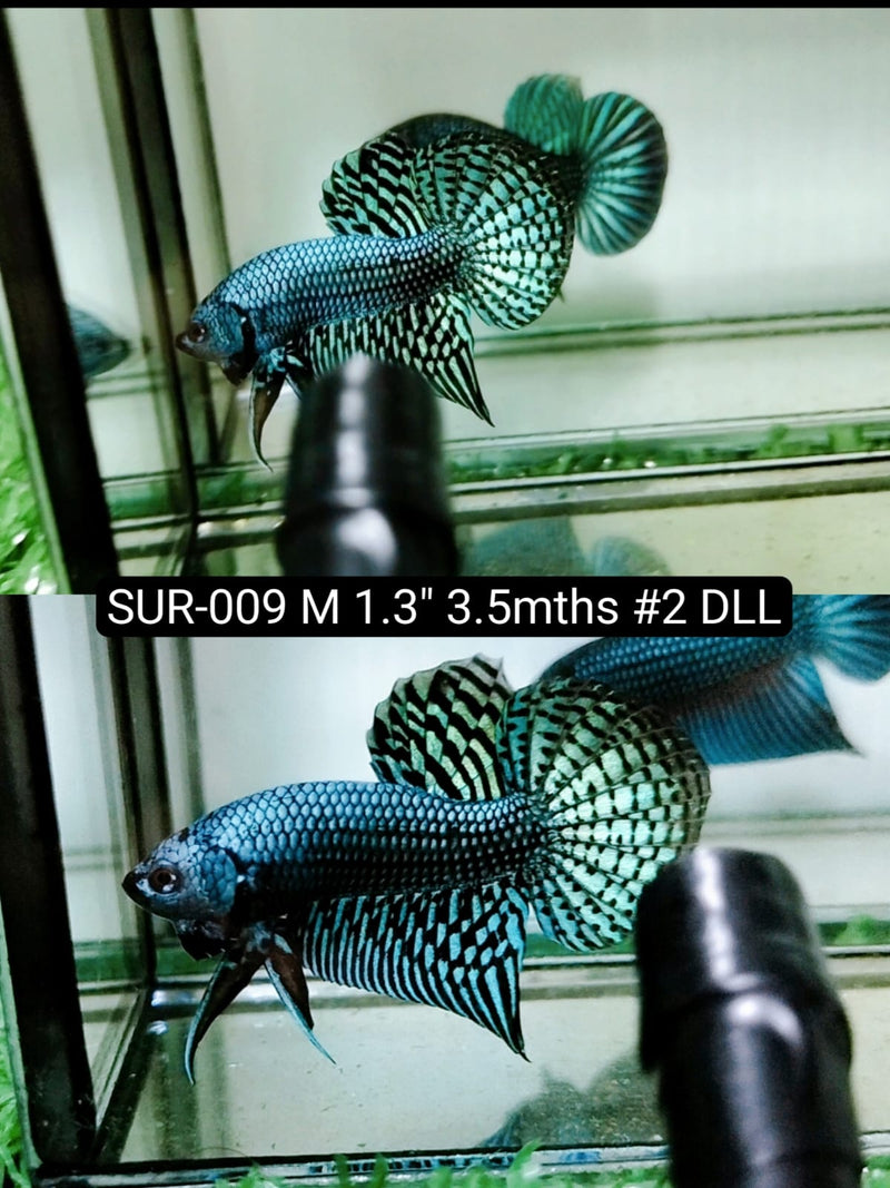 Betta Male High Grade Alien Green (SUR-009) What you see is what you get!