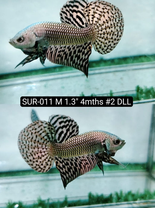 Betta Male High Grade Alien Copper (SUR-011) What you see is what you get!