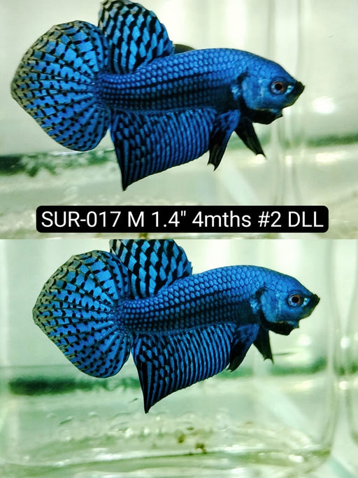 Betta Male High Grade Alien Blue (SUR-017) What you see is what you get!