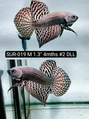 Betta Male High Grade Alien Copper (SUR-019) What you see is what you get!