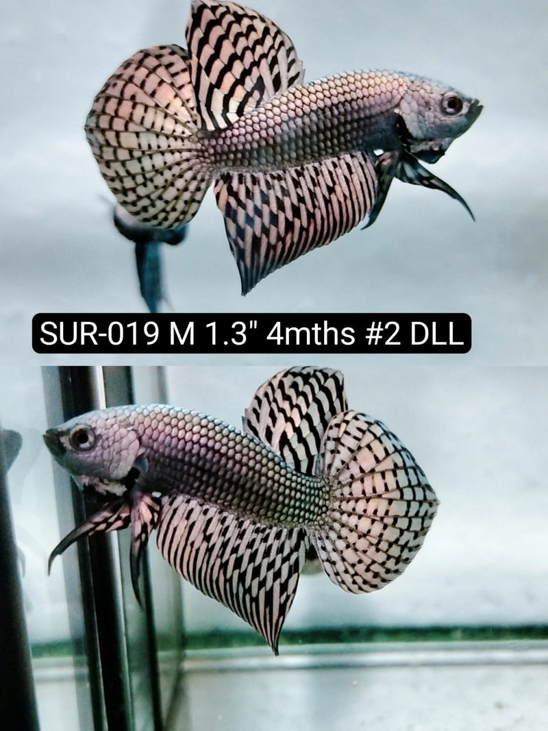 Betta Male High Grade Alien Copper (SUR-019) What you see is what you get!