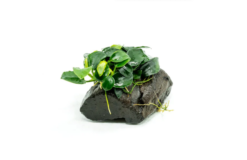ANUBIAS BARTERI PETITE ROUND ON LAVA STONE